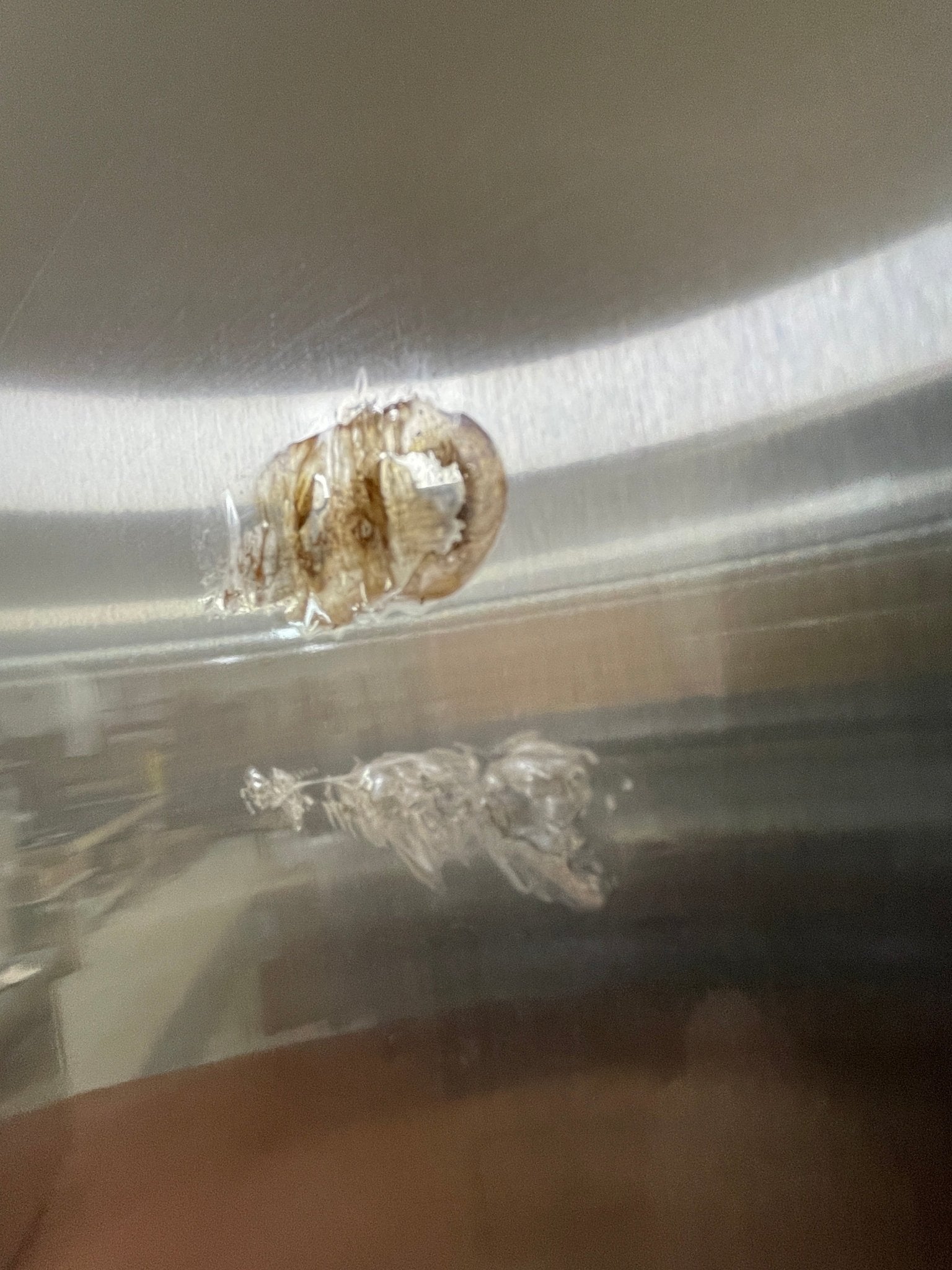 Used 54" Maxx Cold MCR - 49FDHC Stainless Two Section Reach In Refrigerator 120V - Falcon Restaurant Supply - 11